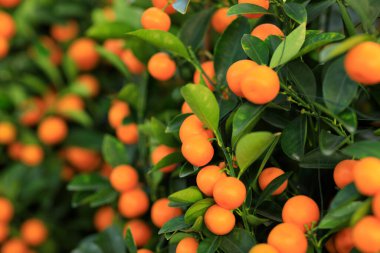 Saksı portakalları, mutlu bir Çin Yeni Yılı süsü için ağaçta yetişir.