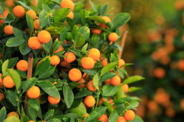 Saksı portakalları, mutlu bir Çin Yeni Yılı süsü için ağaçta yetişir.