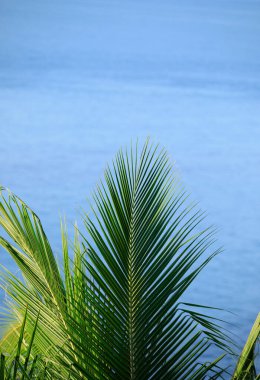 Palmiye yaprakları ve deniz dalgası yüzeyi