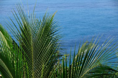 Palmiye yaprakları ve deniz dalgası yüzeyi