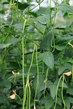 Bezelye bitkileri sebze bahçesinde büyüyor.