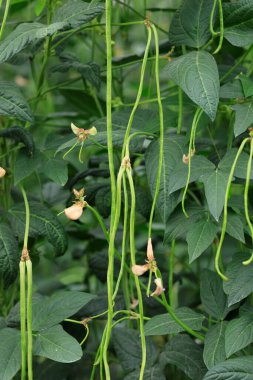 Sebze tarlasında uzun fasulye bitkileri büyüyor.