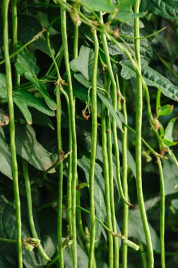 Sebze tarlasında uzun fasulye bitkileri büyüyor.