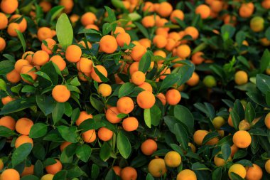 Mutlu bir Çin Yeni Yılı için Çin narenciyesi