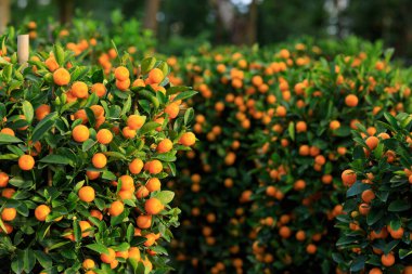 Mutlu bir Çin Yeni Yılı için Çin narenciyesi