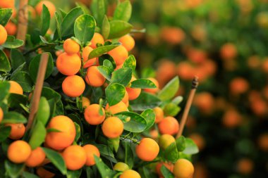 Mutlu bir Çin Yeni Yılı için Çin narenciyesi