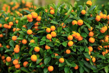 Mutlu bir Çin Yeni Yılı için Çin narenciyesi