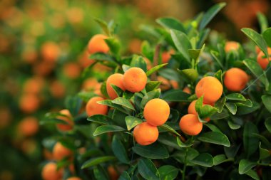 Mutlu bir Çin Yeni Yılı için Çin narenciyesi