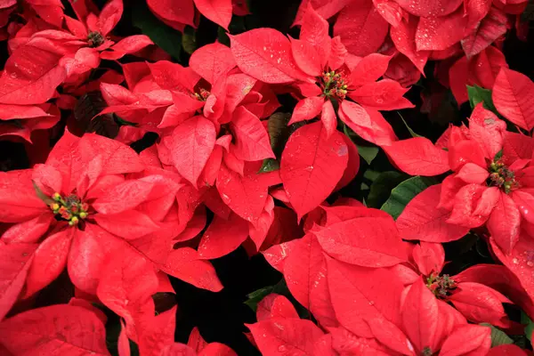 Red Poinsettia Christmas Flowers Garden — Stock Photo, Image