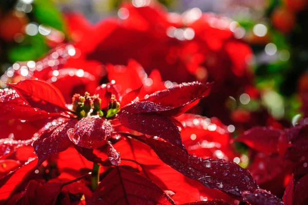 Kırmızı Noktalı Noel Çiçekleri Bahçede — Stok fotoğraf