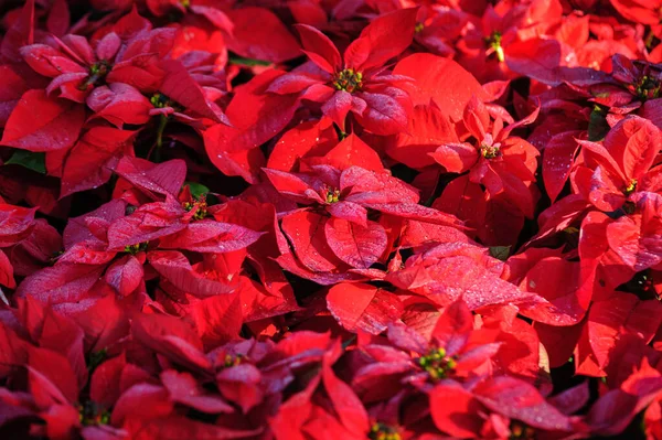 Red Poinsettia Christmas Flowers Garden — Stock Photo, Image