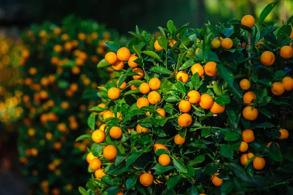 Mandalina Portakalları Ağaçta Yetişir Mutlu Bir Çin Yeni Yılı Süsü — Stok fotoğraf