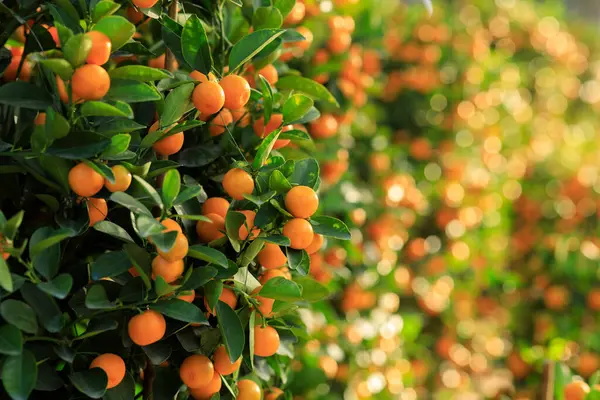 Potted Oranges Grow Tree Happy Chinese New Year Decoration — Stock Photo, Image