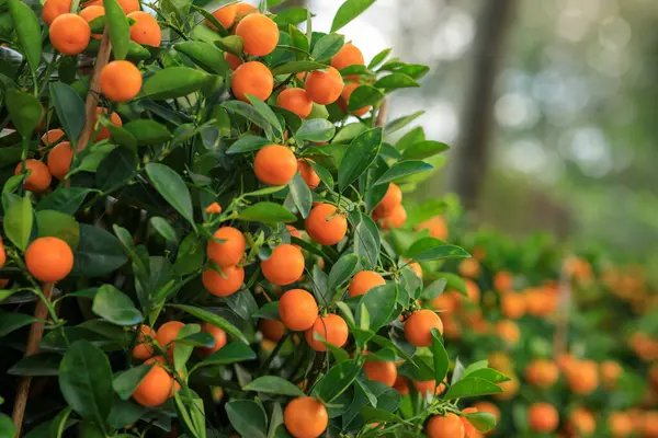 Oranges Grow Tree Happy Chinese New Year Decoration — Stock Photo, Image