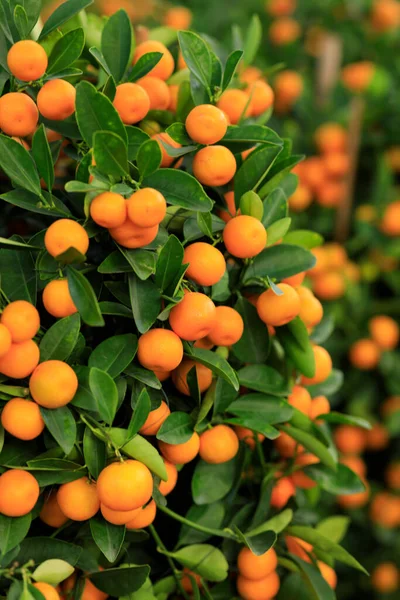 Portakallar mutlu bir Çin Yeni Yılı süsü için ağaçta yetişir.