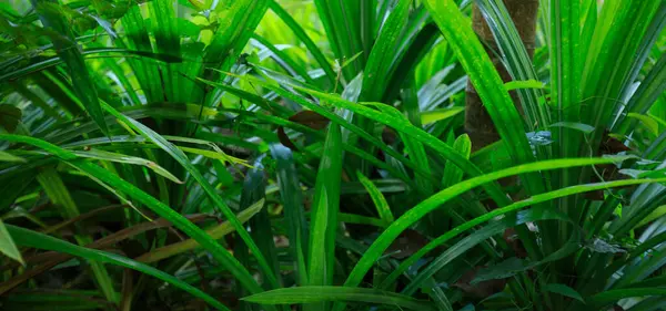 Панданский Лист Растет Тропических Лесах — стоковое фото