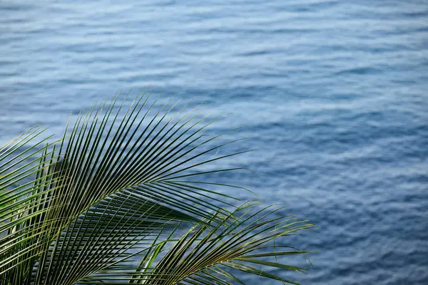 Palmiye yaprakları ve deniz dalgası yüzeyi