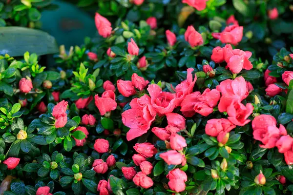 Azalea Flowers Blooming Garden — Stock Photo, Image