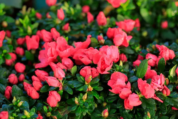 Azalea Blommor Blommar Trädgården — Stockfoto