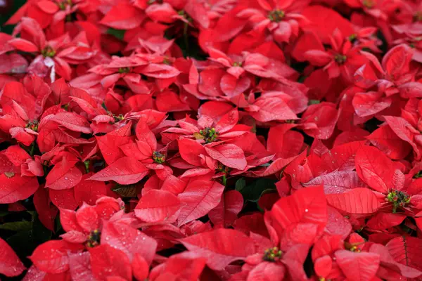 Röda Julstjärna Blommor Trädgården — Stockfoto