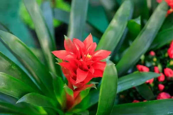 Billbergia Bloom Plant Originating Tropical Regions America Its Color Shape — Stock Photo, Image