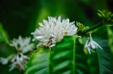 Kahve çekirdeği çiçekleri ağaçta çiçek açıyor.