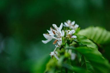 Kahve çekirdeği çiçekleri ağaçta çiçek açıyor.