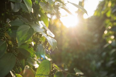 Bahçedeki ağaçta karabiber meyveleri yetişir.