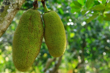 Çiğ yeşil meyveler Jackfruit ağacında yetişir.
