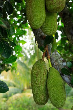 Çiğ yeşil meyveler Jackfruit ağacında yetişir.