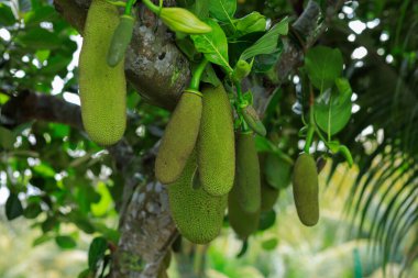 Çiğ yeşil meyveler Jackfruit ağacında yetişir.