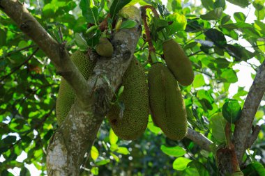 Çiğ yeşil meyveler Jackfruit ağacında yetişir.