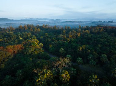 İlkbahar tropikal ormanlarında hava manzarası