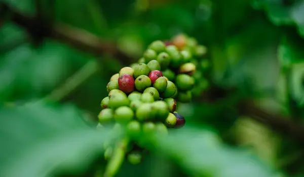 Κόκκους Καφέ Που Αναπτύσσονται Πάνω Δέντρο — Φωτογραφία Αρχείου