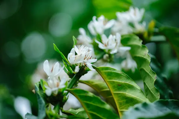 Kahve çekirdeği çiçekleri ağaçta çiçek açıyor.