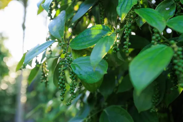 ブラックペッパーの果物は庭の木に育つ — ストック写真