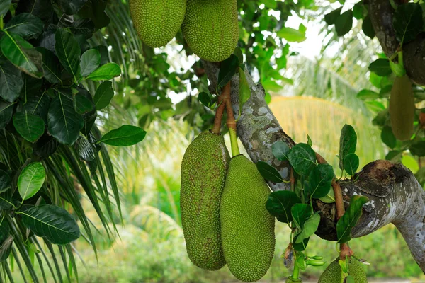Raw Green Jackfruit Grow Jackfruit Tree — Stock Photo, Image