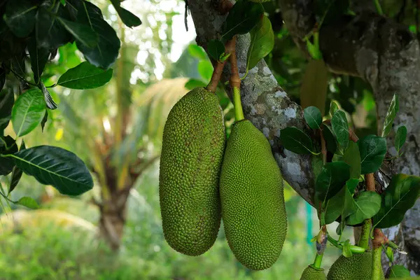Raw Green Jackfruit Grow Jackfruit Tree — Stock Photo, Image