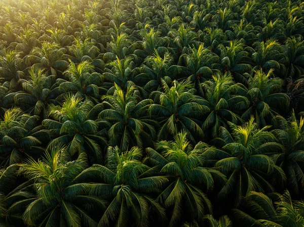 Aerial View Coconut Tree Field — Stock Photo, Image