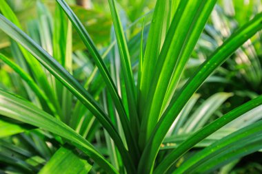 Pandan yaprağı tropikal ormanda yetişir.