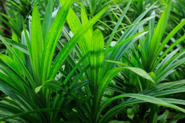 Pandan yaprağı tarlada yetişir