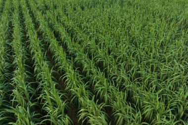 Tarlada büyüyen şeker kamışı bitkilerinin havadan görünüşü