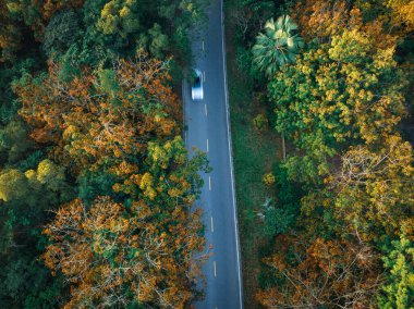 Tropikal ilkbahar ormanlarında yol üzerindeki hava manzarası