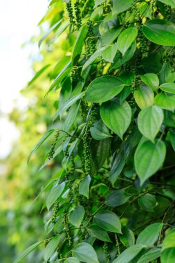 Bahçedeki ağaçta karabiber meyveleri yetişir.