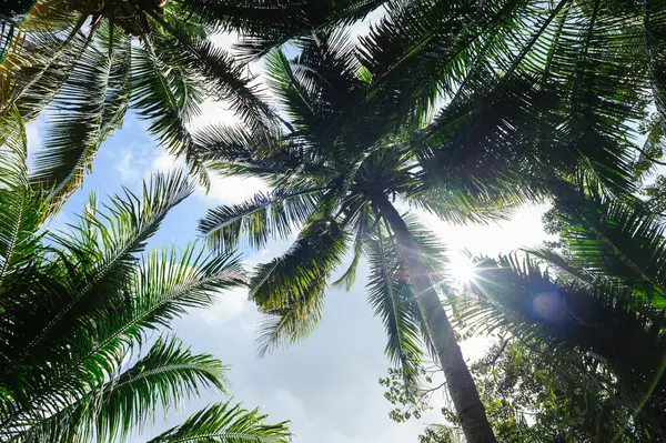 Kokosové Stromy Při Východu Slunce — Stock fotografie