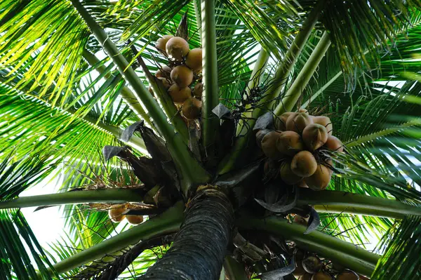 Green Coconut Grow Tree — Stock Photo, Image