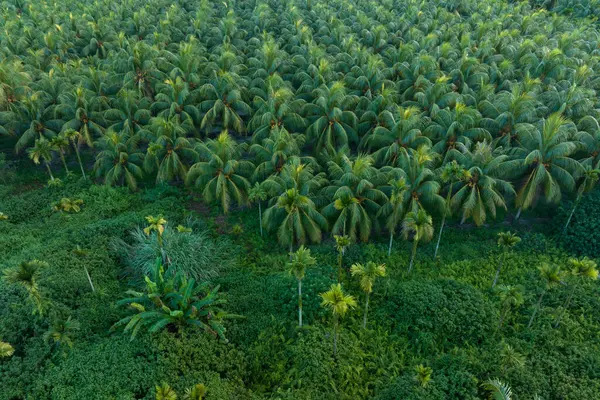 Aerial View Coconut Tree Field Sunrise — Stock Photo, Image