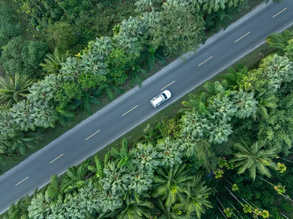 Luchtfoto Van Het Pad Het Voorjaar Tropisch Bos — Stockfoto