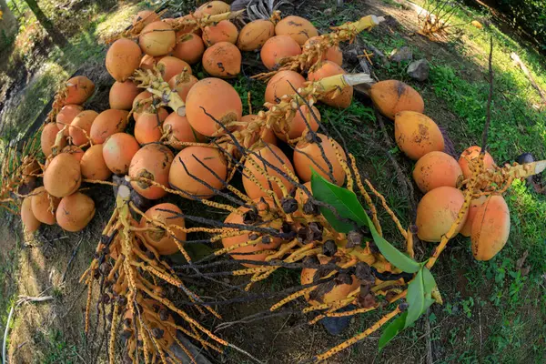 Koning Kokosnoot Fruit Oogst Tuin — Stockfoto