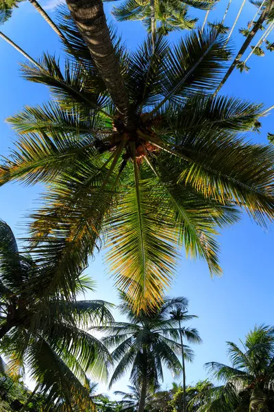 Kokosové Plody Rostou Stromě — Stock fotografie